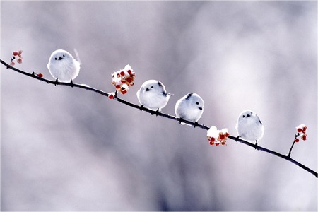 森の妖精シマエナガ 見ると誰もが癒される北海道のkawaii小鳥 Kawaii Hokkaido